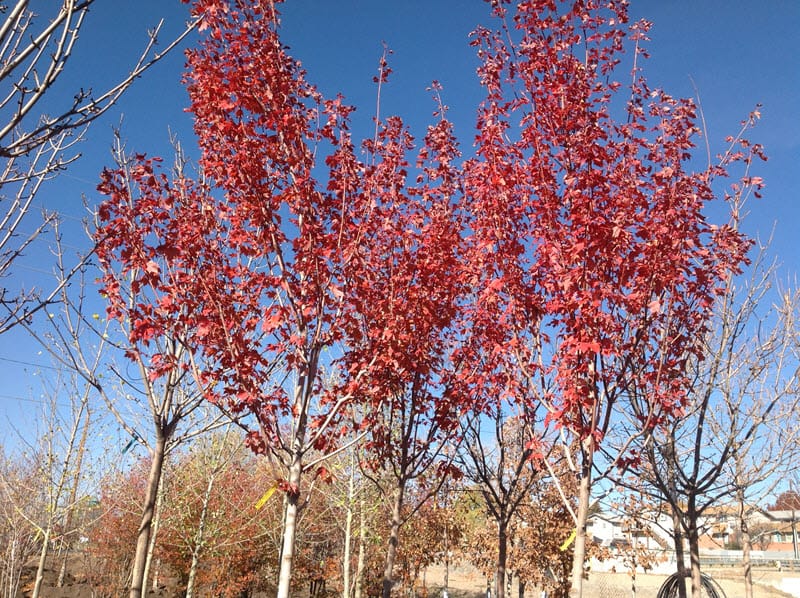 Trees on a property